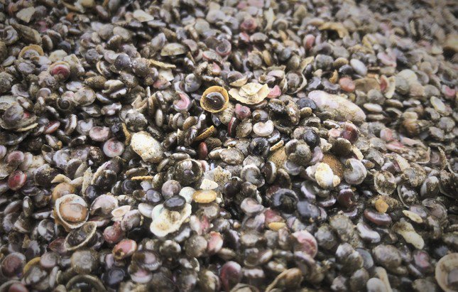 Theo người dân, ốc ruốc hay còn gọi là ốc chép, có kích cỡ nhỏ bằng hạt nút áo (khuy áo) với vỏ có nhiều màu sắc sặc sỡ... Ốc ruốc sống gần bờ biển và thường tụ lại thành từng đám, có lúc nổi dật dờ theo con sóng biển ven bờ, có lúc nằm dày đặc ngay bờ biển. Sau đợt mưa lũ vừa qua, số lượng ốc ruốc tấp vào bờ biển nhiều, nhiều bãi có mật độ rất dày nên dễ cào bắt.