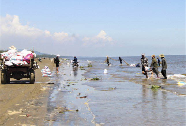 Nhiều ngày qua, hàng trăm người dân đổ xô ra bờ biển dài hơn 2 km từ xã Thịnh Lộc đến thị trấn Lộc Hà (huyện Lộc Hà, Hà Tĩnh) để cào ốc ruốc .