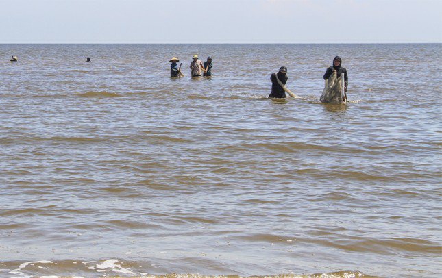 "Thấy nhiều người đi vớt ốc ruốc nên vợ chồng tôi cũng tranh thủ đi cùng. Nước biển khá lạnh nên chỉ cào được khoảng 30-40kg mang lên bán", ông Hùng (60 tuổi, trú xã Thạch Kim), nói. Trong hình, từng nhóm người lội ra ngoài mặt nước biển ngang bụng, cách bờ khoảng 10-50m cào bắt con ốc ruốc nằm trộn lẫn dưới lớp cát.