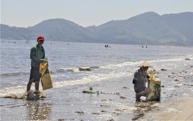 Người dân cho biết sau đợt mưa lớn do áp thấp nhiệt đới, biển động, sóng lớn khiến hàng chục tấn ốc ruốc cùng các loài nhuyễn thể bị đánh dạt vào bờ. Hiện tượng này không có gì lạ và từng xuất hiện nhiều sau các đợt mưa lớn, bão.