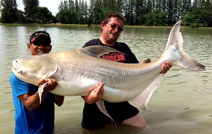 Một con cá vồ cờ ở Thái Lan - Ảnh: GUIDED FISHING IN THAILAN