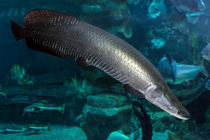 "Thủy quái" Arapaima của Amazon - Ảnh: AZ ANIMALS