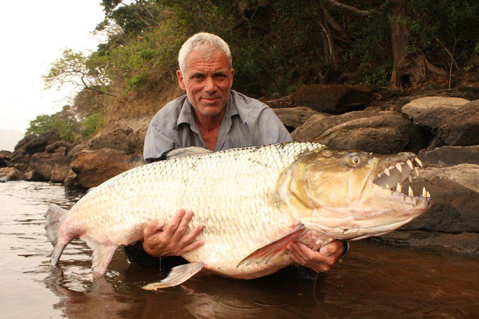 Cá Hổ Goliath trong tay nhà sinh vật học Jeremy Wade - Ảnh: RIVER MONSTER