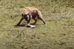 Media - Linh cẩu háu đói "đuổi cùng giết tận" linh dương