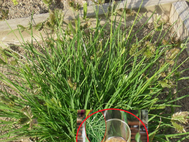 Sức khỏe đời sống - Loại cỏ "kẻ thù" của nhà nông, chế biến theo cách này vị thuốc có giá trị bậc nhất