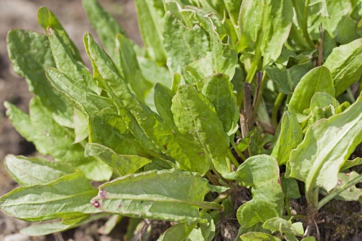 Loại cỏ "kẻ thù" của nhà nông, chế biến theo cách này vị thuốc có giá trị bậc nhất - 2