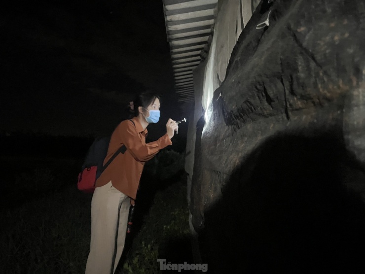 Bắt muỗi tại trại gia súc