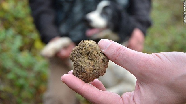 Nấm truffle&nbsp;được coi là "kim cương" trong giới ẩm thực.