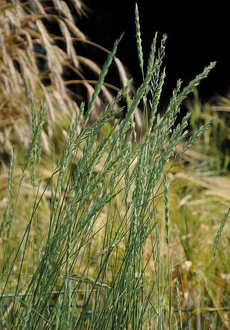 Loại cỏ "kẻ thù" của nhà nông, chế biến theo cách này vị thuốc có giá trị bậc nhất - 3