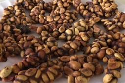 Thị trường - Tiêu dùng - Thứ cực phẩm, thu từ chất thải của động vật, giá hơn 20 triệu/kg