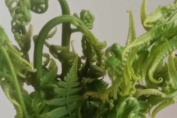 Món rau dại là đặc sản đãi khách giúp nhuận tràng, bảo vệ gan… chế biến kiểu này cực ngon