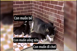 Clip hài hước - Khi chó cưng "trầm cảm" vì đàn con thơ