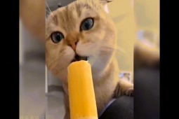 Clip hài hước - Phì cười với biểu cảm "cực ngáo" của mèo cưng