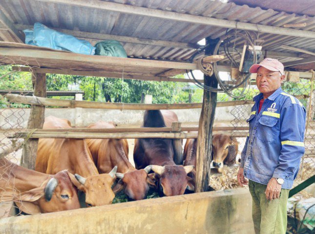 Gia đình Ama Briết mạnh dạn đầu tư chăn nuôi bò, gà, heo...