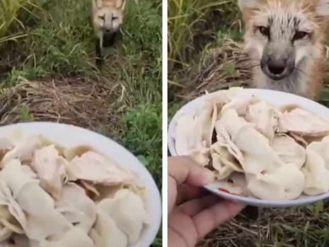 Bạn trẻ - Cuộc sống - Cứu cáo đỏ một mạng, người nông dân hạnh phúc được báo ơn