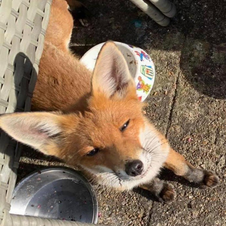 Cứu cáo đỏ một mạng, người nông dân hạnh phúc được báo ơn - 3