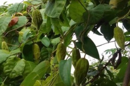 Thị trường - Tiêu dùng - Loại quả dại 90% người thành phố không biết tên, nay thành đặc sản được "săn lùng"