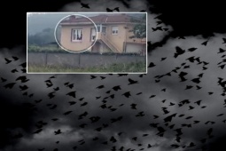 Phi thường - kỳ quặc - Thị trấn Tây Ban Nha bất ngờ bị đàn quạ tấn công như trong phim kinh dị