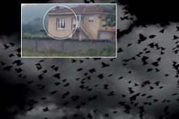 Thị trấn Tây Ban Nha bất ngờ bị đàn quạ tấn công như trong phim kinh dị