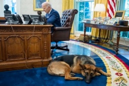 Thế giới - Cắn mật vụ, chó cưng của ông Biden lãnh "hậu quả"