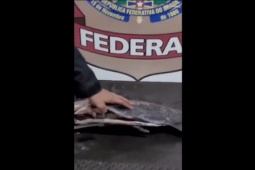 Thế giới - Video: Kiểm tra thuyền chở cá trên sông Amazon, mổ bụng cá phát hiện điều bất ngờ