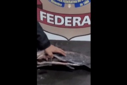 Thế giới - Video: Kiểm tra thuyền chở cá trên sông Amazon, mổ bụng cá phát hiện điều bất ngờ