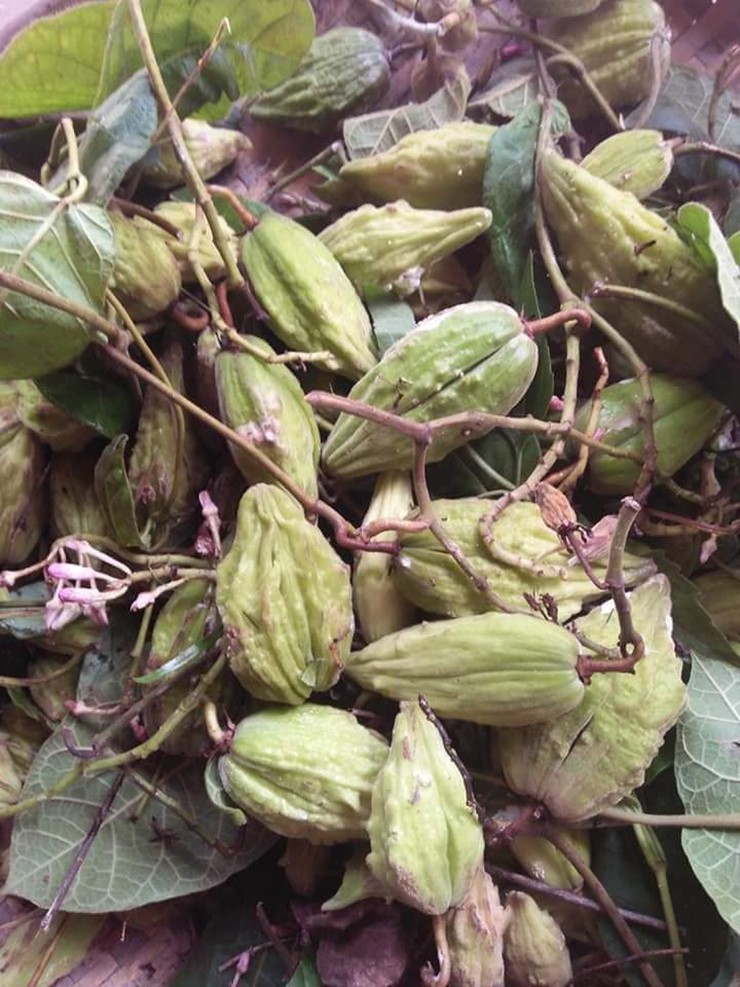 Loại quả này có rất nhiều nhựa nên khi cắt những dòng nhựa trắng trong như sữa mẹ tuôn ra

