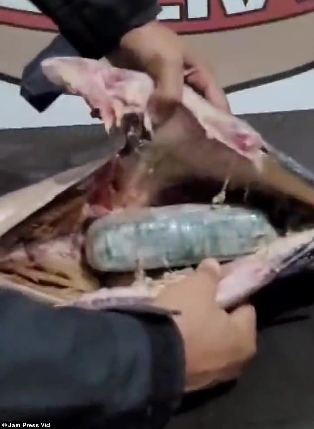 Cảnh sát Brazil phát hiện số ma túy được cất giấu bên trong những con cá đông lạnh.