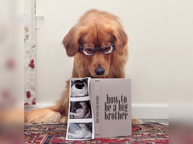 Bức ảnh hài hước đáng yêu này cho thấy chú chó của cặp đôi đang đọc một cuốn sách về cách trở thành người anh (chó) lớn nhất từng có.

