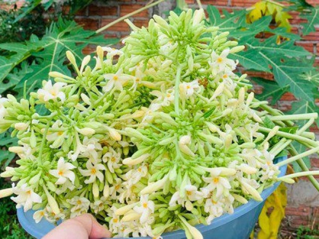 Ẩm thực - Hoa đu đủ đực tốt cho tiểu đường, hô hấp nhưng đừng chỉ dùng uống, chế biến món ăn kiểu này ngon, bổ, hết đắng