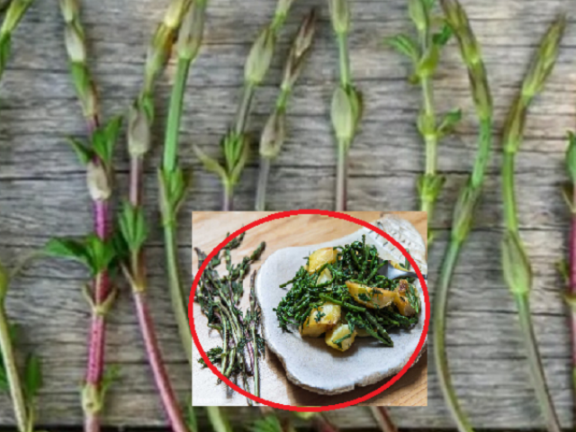 Thị trường - Tiêu dùng - Chồi cây mọc hoang, có gì "hot" mà giá lên đến 23 triệu đồng/kg