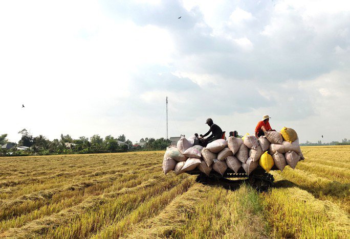 Dù thị trường gạo thế giới đã qua cơn “sốt” nhưng giá gạo xuất khẩu của Việt Nam vẫn cao hơn nhiều nước. Trong ảnh: Nông dân thu hoạch lúa tại ĐBSCL