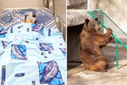 Uzbekistan: Hãi hùng mẹ ném con 3 tuổi vào chuồng gấu