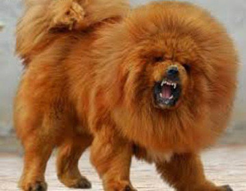 Điểm nổi bật của chó&nbsp;Ngao Tây Tạng rất giống con sư tử.