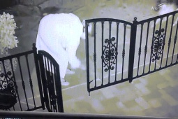 Phi thường - kỳ quặc - Clip: Tưởng sợi dây rơi trên sân, người phụ nữ chạy vội khi phát hiện sự thật