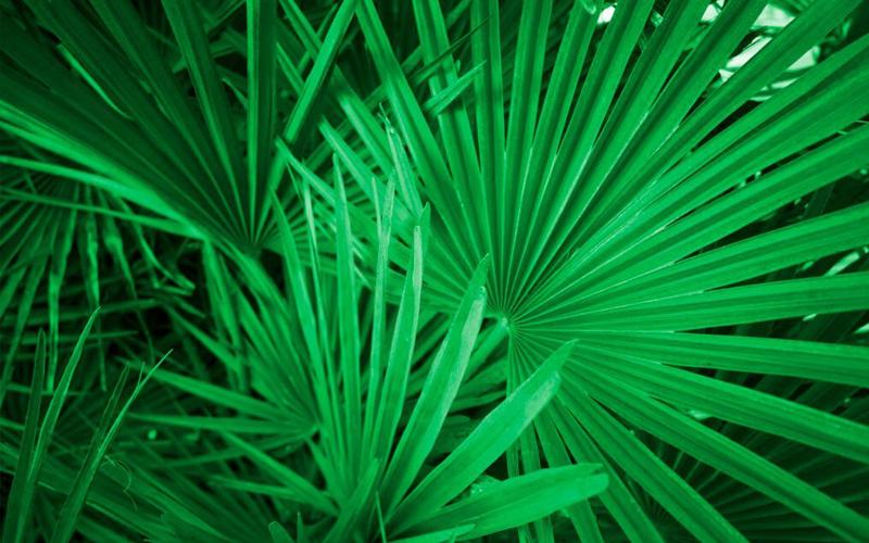 Cọ lùn được ứng dụng nhiều trong các sản phẩm hỗ trợ cải thiện phì đại tiền liệt tuyến