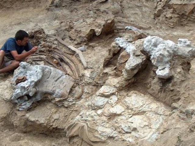 Du lịch - Phát hiện hóa thạch sinh vật lạ to bằng sân bóng rổ