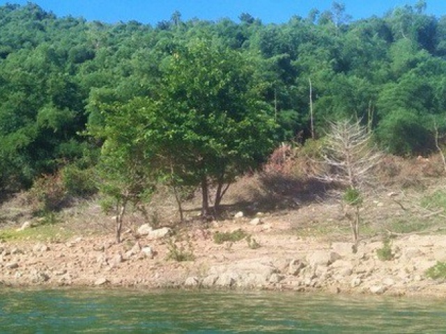 Tin tức trong ngày - Bình Định thu hồi 138,4 ha đất rừng từ gia đình nguyên bí thư huyện