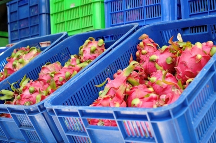 Tại Nhật Bản, thanh long nhập khẩu từ nước ta có giá tới 200.000 đồng/kg. Ảnh: Vietnamnet