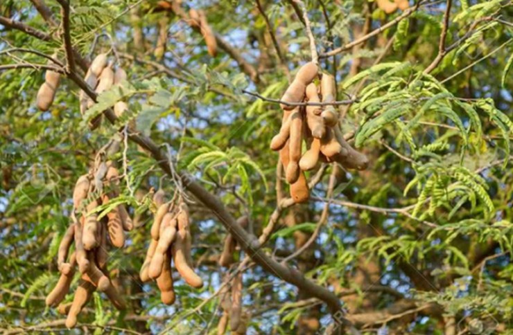 Me vốn là loại quả dại ở Việt Nam, người dân hái về để ăn vặt hoặc làm gia vị cho các món canh. Tại các chợ dân sinh, me giá chỉ 20.000 - 30.000 đồng/kg. Ảnh: Internet