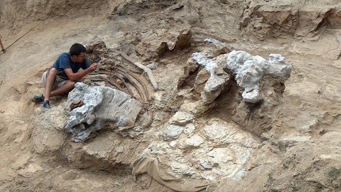 Quá trình khai quật các bộ hài cốt hóa thạch vĩ đại - Ảnh: GBE-UNED