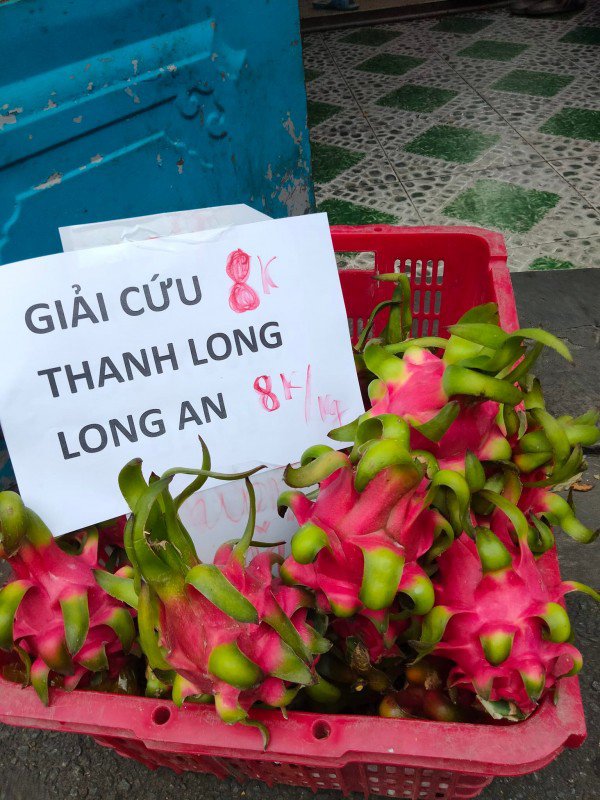 Ở nước ta, thanh long giá bán chỉ vài chục ngàn đồng/kg. Thậm chí có thời điểm thanh long quá nhiều không ai mua, giá còn xuống mức chỉ vài ngàn đồng/kg. Ảnh: Cand