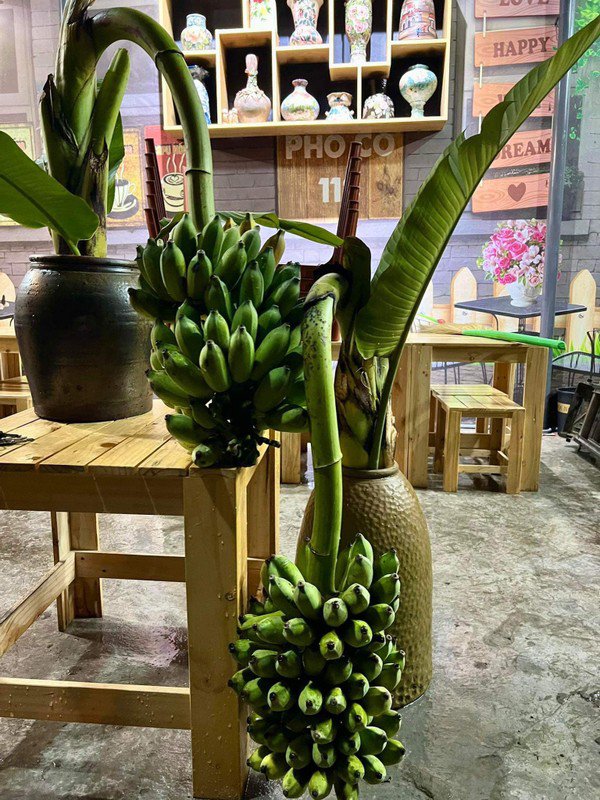 Trên thị trường, mỗi buồng chuối cắm bình có giá khoảng 150.000 đồng. Ảnh: FB Nguyễn Bích Thảo