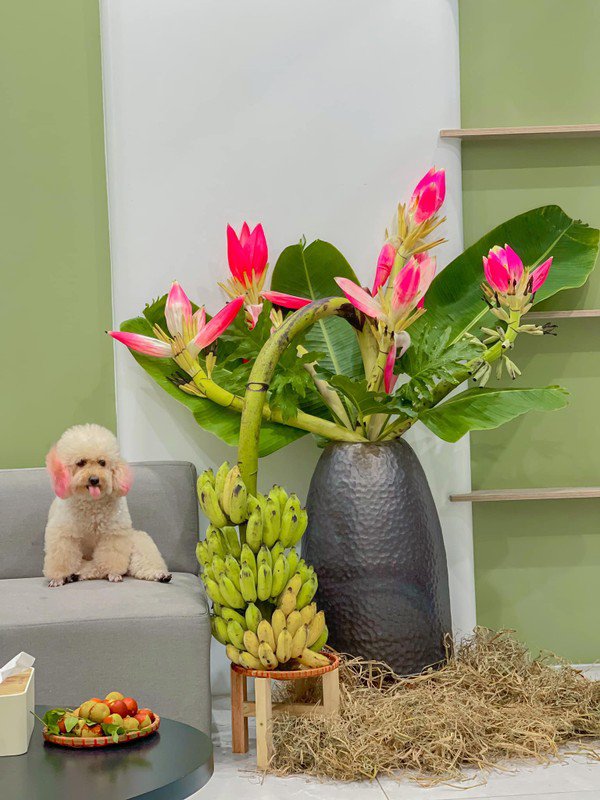 Tuy nhiên, chị Huyền phải đặt trước vài ngày mới có hàng. Đây là hoa chuối rừng, được người dân bản địa chặt về, thi thoảng mới có. Ảnh: FB Nguyễn Thế Hoàng