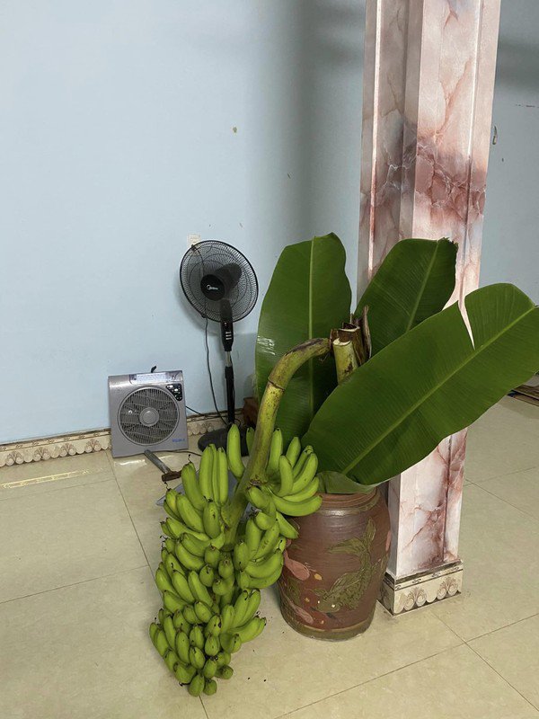 Sau khi cắm bình, chuối chín có thể để ăn dần. Ảnh: FB Nguyễn Lệ Thủy