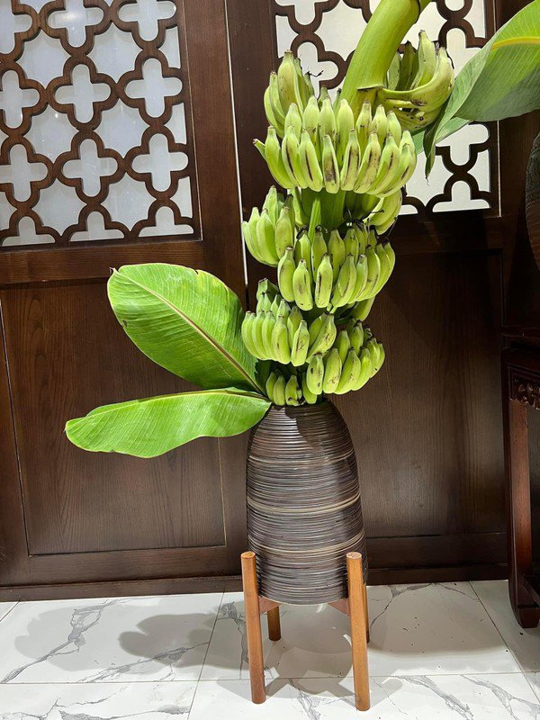 Không chỉ mua hoa chuối rừng, thời gian gần đây, nhiều chị em còn còn săn lùng chuối buồng về cắm bình trang trí nhà. Ảnh: FB Nguyễn Bích Thảo