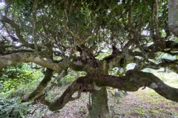 Thị trường - Tiêu dùng - Cận cảnh “cụ” chè Shan tuyết hàng trăm tuổi: Khách trả giá 400 triệu nhưng gia đình không bán