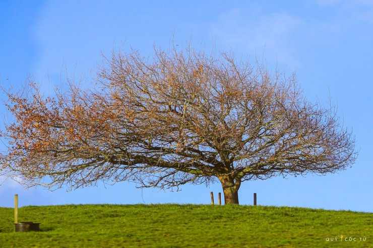 Một gốc cây với tán lớn ôm trọn ngọn đồi.