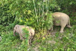 1 con voi rừng chết, cả đàn đến canh giữ