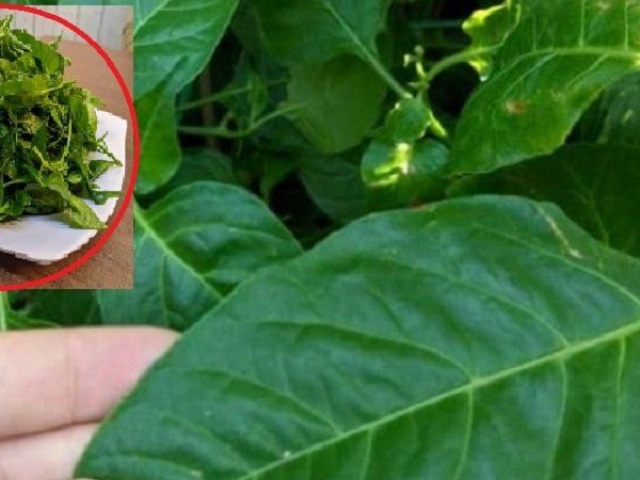 Ẩm thực - Loại lá bé tí ví như "kho canxi", nhà nào cũng có nhưng ít ai hay